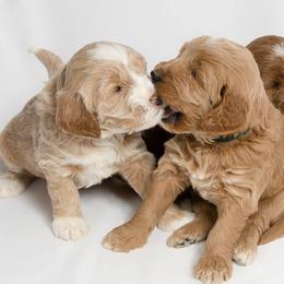 Australian Labradoodle Puppies from St. Louis Australian Labradoodles