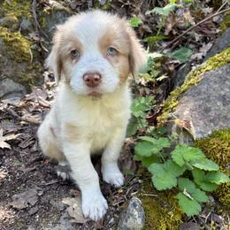 Jeremy - Red tri-color male Australian Shepherd puppy in Grants Pass, Oregon from Carmel Mountain Aussies