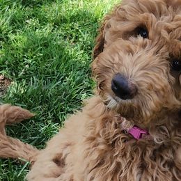 Wanda - Caramel Labradoodle puppy in Fostoria, Michigan from North Country Kennel Club