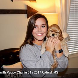 Cocker Spaniel Puppies from Chloe's Cocker Spaniels