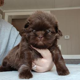 Bracely - Liver female Shih Tzu puppy in Brodnax, Virginia from KBs Shih Tzu Babies