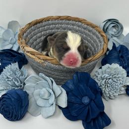 Leo (bluie) - Black and tan male American Corgi puppy in Waco, Texas from The Comma Corgis