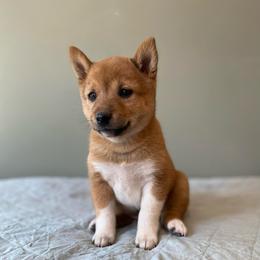 Paris - Red female Shiba Inu puppy in Monett, Missouri from Happy Tails Shiba Inus