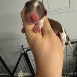 Rollo - Piebald male Dachshund puppy in Fredericksburg, Indiana from Blue River Mini Dachshunds