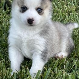 Pomsky Puppies from Promise Land Pomskies