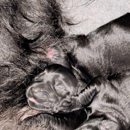 TBA Girl - Black female Giant Schnauzer puppy in Noblesville, Indiana from Stratton House Kennels
