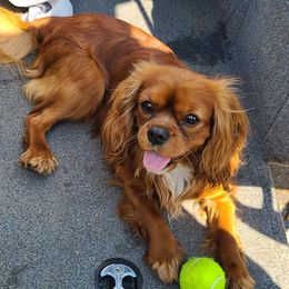 Cavalier King Charles Spaniel Puppies from Primrose Cavaliers
