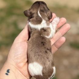 Rufous Hummingbird - Boy 1 - Dapple male Dachshund puppy in London, Kentucky from Steele Half Acre Homestead