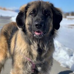 Leonbergers from Front Range