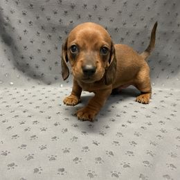 Dachshund Puppies from Waite's Dachshunds