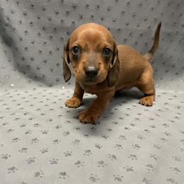 Dachshund Puppies from Waite's Dachshunds