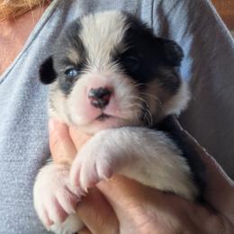 Boy 4 - Black and tan male Pembroke Welsh Corgi puppy in Edinburgh, Indiana from J Bar M Corgis