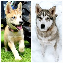 Siberian Husky Puppies from Dixie's Siberians
