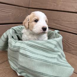 Whisper - White female Bernedoodle puppy in Mint Hill, North Carolina from Ball-Y-Hoo Bernedoodles