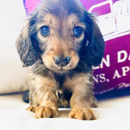 Ivy 3200 - Red female Dachshund puppy in Sylvania, Alabama from Yancey’s Doxies