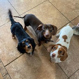 Dachshunds from Okie Rascals Dacshunds