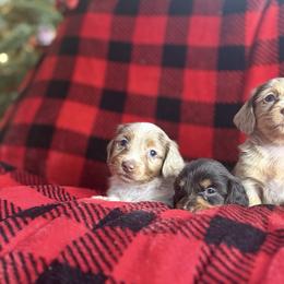 Dachshund puppies from Molina Family Farms