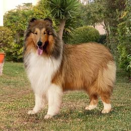 Sheldon - Collie