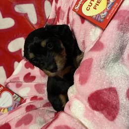 Ghirardelli - Black and tan female Dachshund puppy in Tacoma, Washington from Thedachhouse
