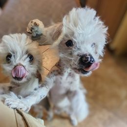 Chinese Crested Puppies from Pinky's Pups; Chinese Crested's Love + U