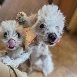 Chinese Crested Puppies from Pinky's Pups; Chinese Crested's Love + U