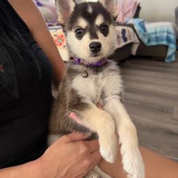 Girl 2 - Black and white female Alaskan Klee Kai puppy in Beverly Hills, Florida from Lucky Charm Klee Kai