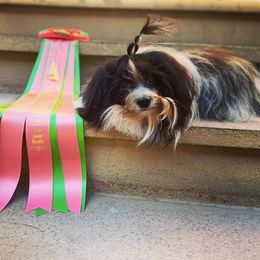 Havanese Puppies from SunWyst Havanese