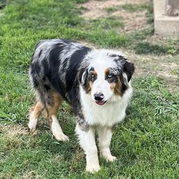 Bluey - Australian Shepherd