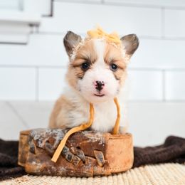Boo - Red female Pembroke Welsh Corgi puppy in Spanish Fork, Utah from Sorensen Corgis