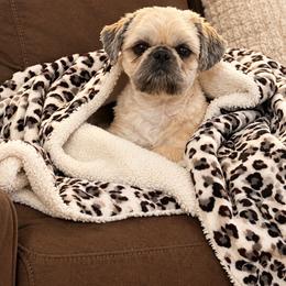 Goldie - Shih Tzu