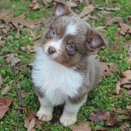 Australian Shepherd puppies from Blush & Lace Aussie Co.