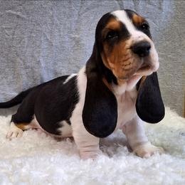 Emmit - Black brown and white male Basset Hound puppy in Mack's Creek, Missouri from Mack's Creek Basset Hounds