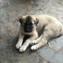 Anatolian Pyrenees and Cardigan Welsh Corgi Puppies from Cavalier Acres Farm