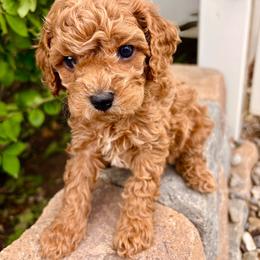 Marshall - Red male Cavapoo puppy in Spanish Fork, Utah from Sugar Doodles Pups