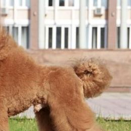 Poodles from Desert Ranch