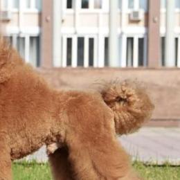 Poodles from Desert Ranch