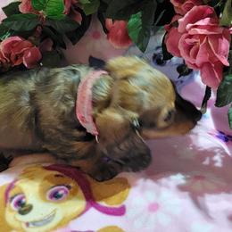 Dachshund Puppies from CLARK'S BREEDING PROGRAM
