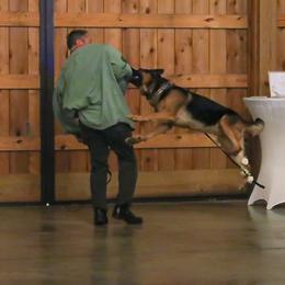 Dachshunds and German Shepherds from Garage Door Kennels