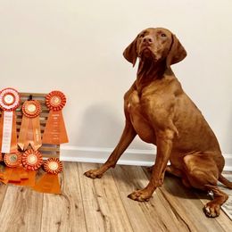 Vizsla All Grown Up from PRP Vizslas