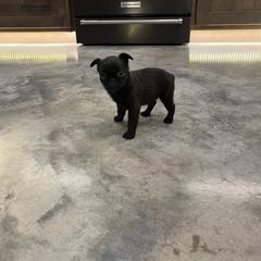 Brussels Griffon Puppies from Butler Brussels Griffon