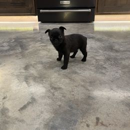 Brussels Griffon Puppies from Butler Brussels Griffon