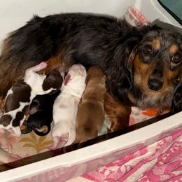 Boy 1 - Red male Dachshund puppy in Knoxville, Tennessee from Over The Moon Minis