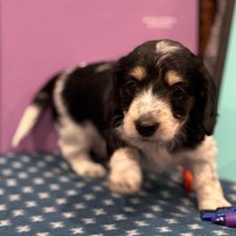 Star - Piebald female Dachshund puppy in Troup, Texas from Darling Doxies
