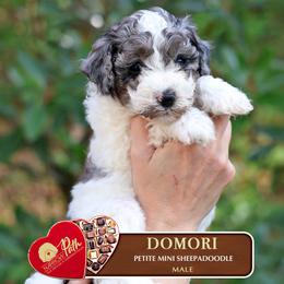 Domori - Blue merle and white male Sheepadoodle puppy in Cleveland, Tennessee from Narrow Path Old English & Sheepadoodles