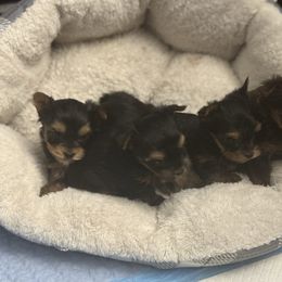 Yorkshire Terrier puppies from Poodles by CNC