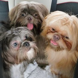 German Shepherds and Shih Tzus from The Creative Rhone Kennel