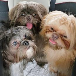 German Shepherds and Shih Tzus from The Creative Rhone Kennel