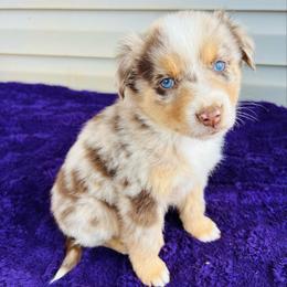 Rory - Red merle male Australian Shepherd puppy in Charlotte, North Carolina from Awesome Aussies