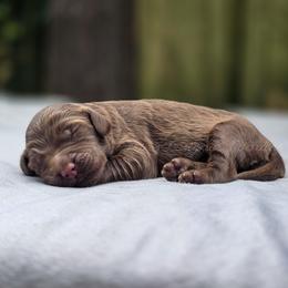 Mesa - Chocolate female Goldendoodle puppy in Centreville, Mississippi from Trin's Designer Doodles