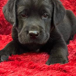 Male 1 - Blue Collar Black - spot on chest - Black male Labrador Retriever puppy in Beaverdam, Virginia from Gold Heart Labradors